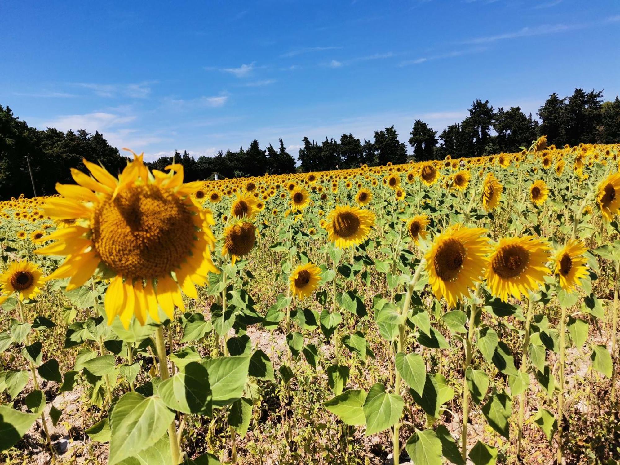 Gite En Provence "Rose" Modene Kültér fotó